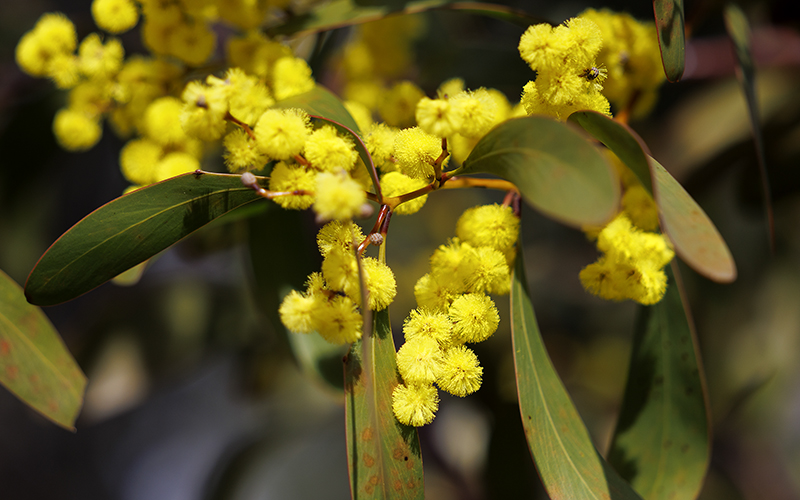 The Golden Wattle
