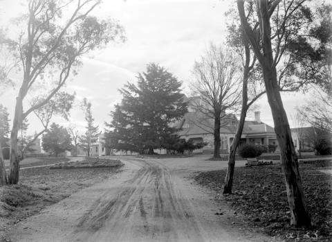 A black and white photo of a dirt road leading to a white house with a large tree in the foreground