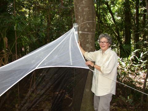 Dr Marianne Horak AO setting malaise trap