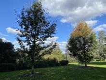 two trees approximately 4 metres tall
