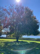 Acer rubrum - Canadian Maple.jpg