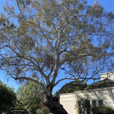 a large eucalyptus gum tree